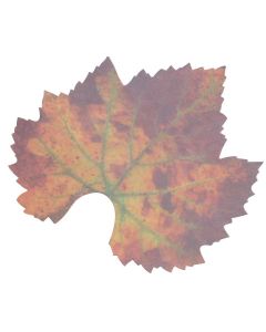Druivenbladeren groen pap. 1000st