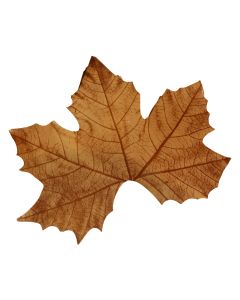 Druivenbladeren bruin papier1000st