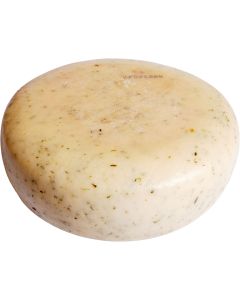 Geitengouda brandnetel